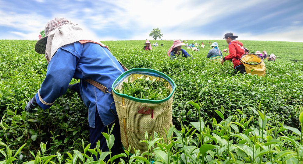 Green tea leaves farm in India